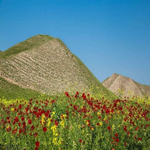 مرتضی جوان  کوله بار غم